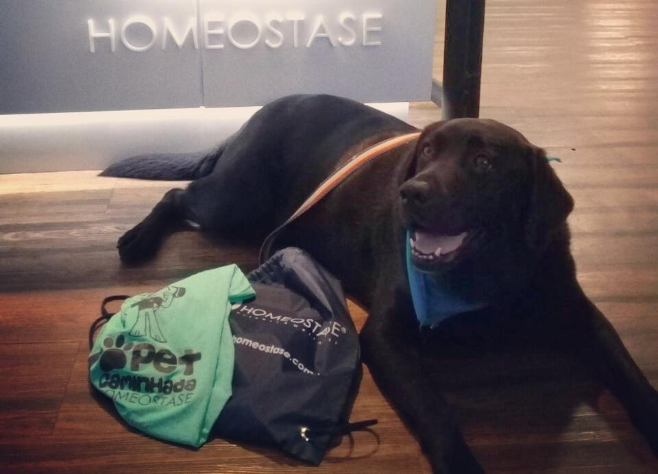 Academia Homeostase promove a 5° Edição da Pet Caminhada em Campinas — foto 1