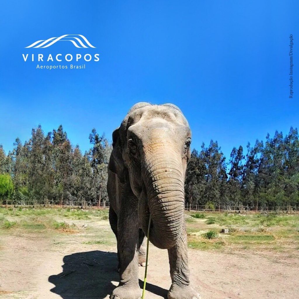 Elefanta Ramba desembarcará em Viracopos — foto 2