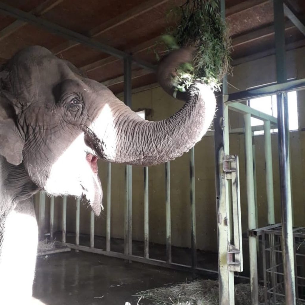 Elefanta Ramba desembarcará em Viracopos — foto 1