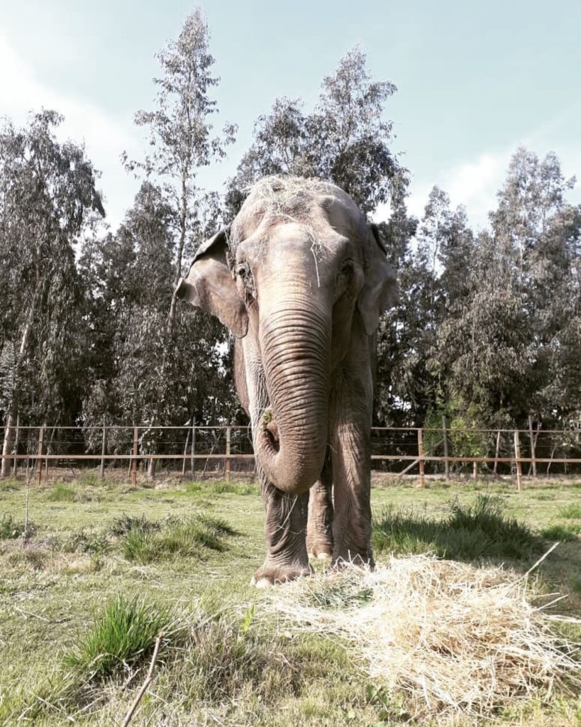 Elefanta Ramba desembarcará em Viracopos — foto 3