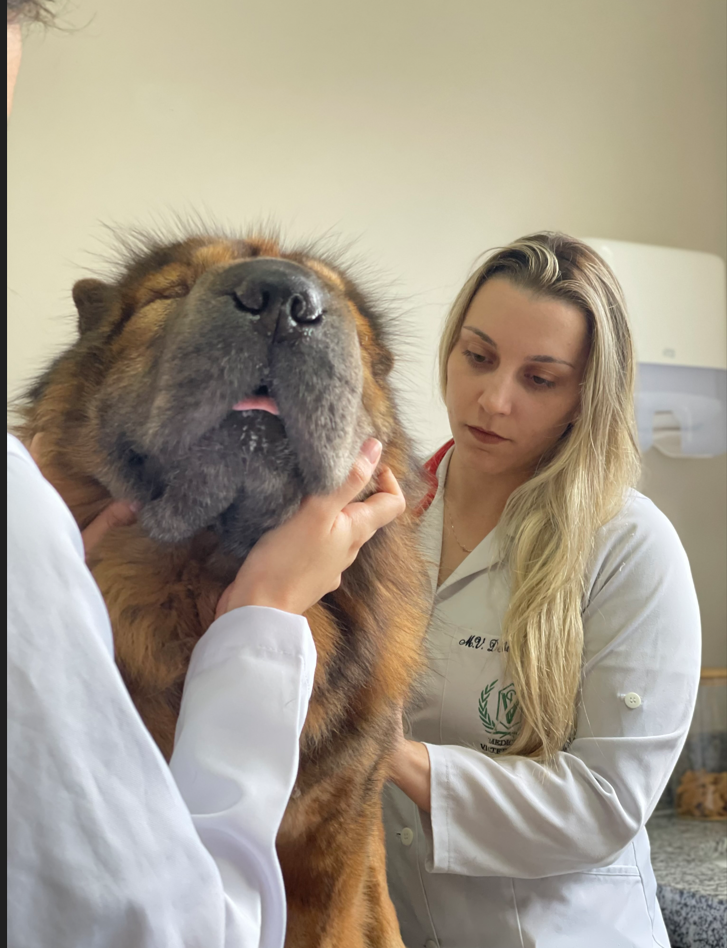 Crédito: Júlia da Silva de Camargo Legenda: Dra. Débora de Souza, do Hospital Veterinário Taquaral, em consulta