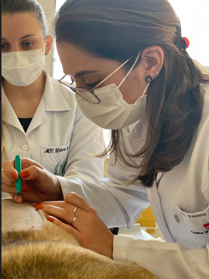 Dra. Fabiana Vitale examina pele de cão. Crédito: Divulgação