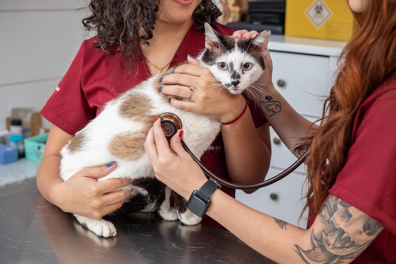 Gatinho sendo examinado no HVT (Crédito: Matheus Campos)