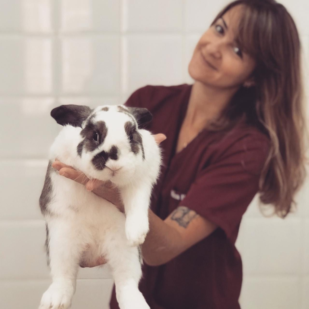 Coelhinho segurado pela Raissa Natali, especializada em pets não convencionais do Hospital Veterinário Taquaral (HVT) de Campinas (Crédito: Divulgação)