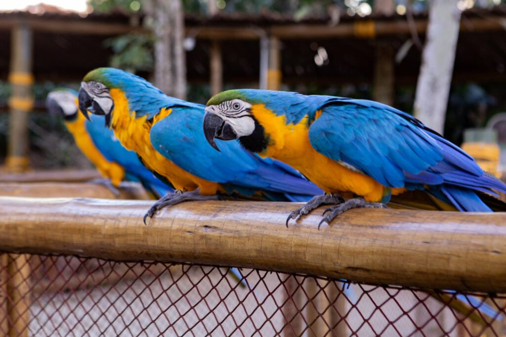 Animalia Park, um dos maiores parques, chega em Cotia — foto 2