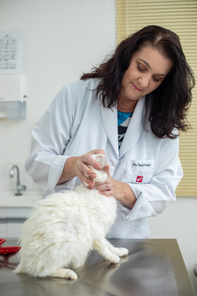 Daniela Formaggio durante atendimento a felino no Hospital HVT (Crédito: Matheus Campos)