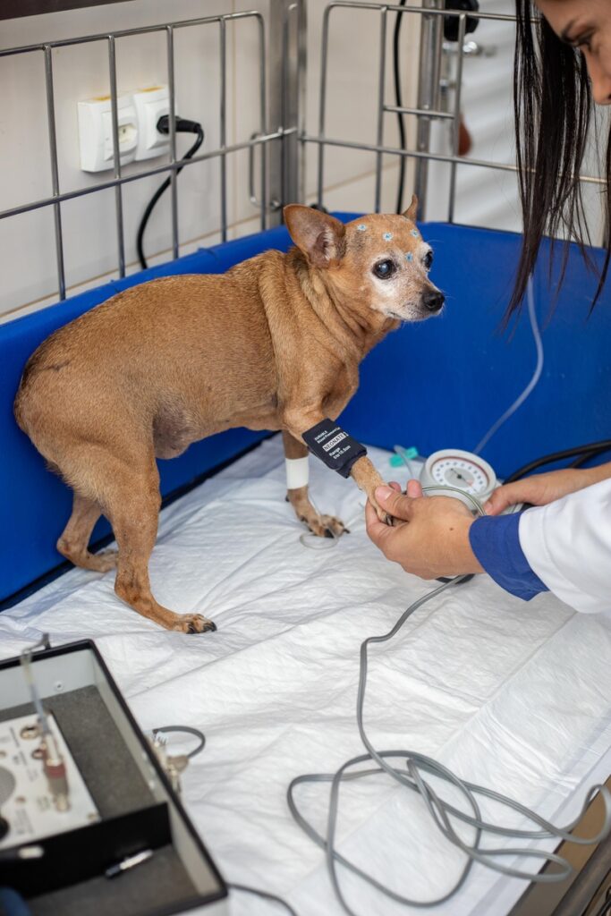 Cãozinho idoso internado no Hospital Veterinário Taquaral - HVT (Crédito: Matheus Campos)