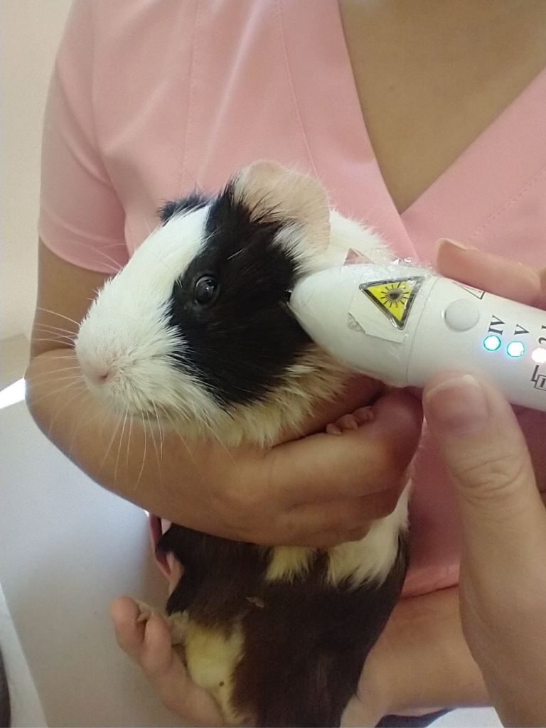 Dosagem e potência da luz variam entre espécies e indivíduos, sendo adaptada conforme a espessura e a cor da pele, além da presença de pelos ou penas (Crédito: Divulgação)