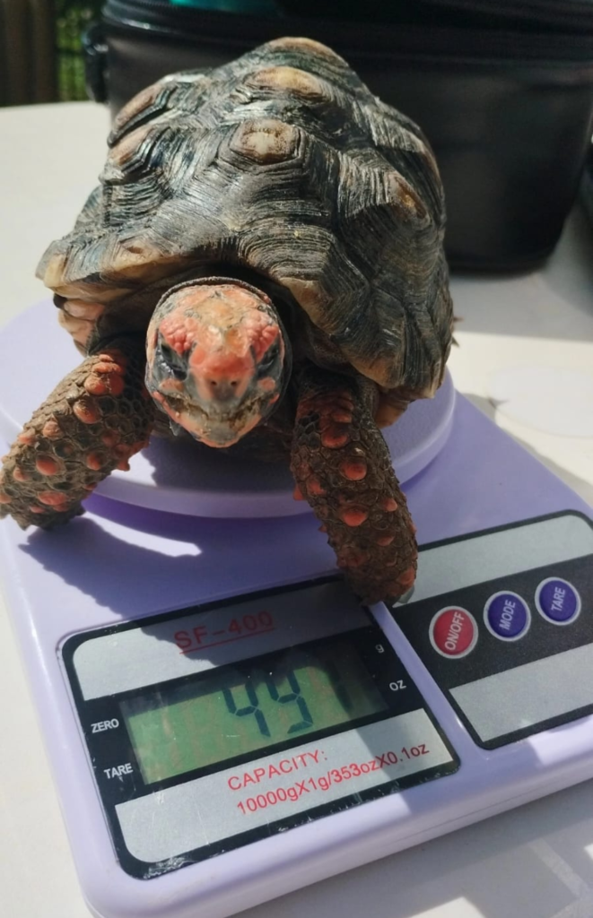O jabuti piranga em durante consulta com veterinário (Divulgação)