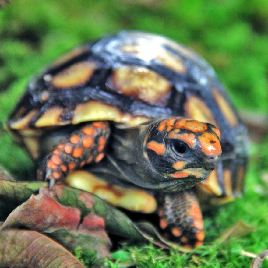 Espécie Tinga é uma entre os jabutis mais encontradas como pet (Divulgação)