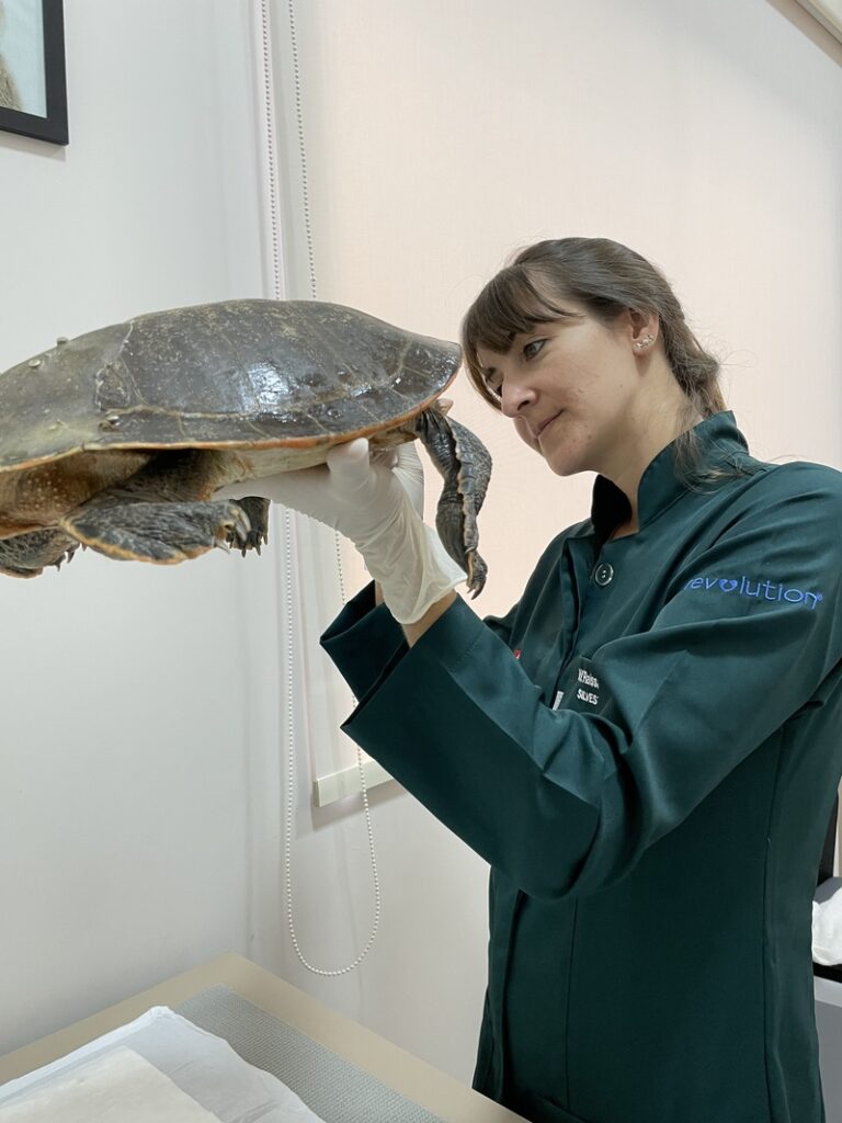 A veterinária Dra. Raissa Natali examina um cágado de barbicha (Julia de Camargo)