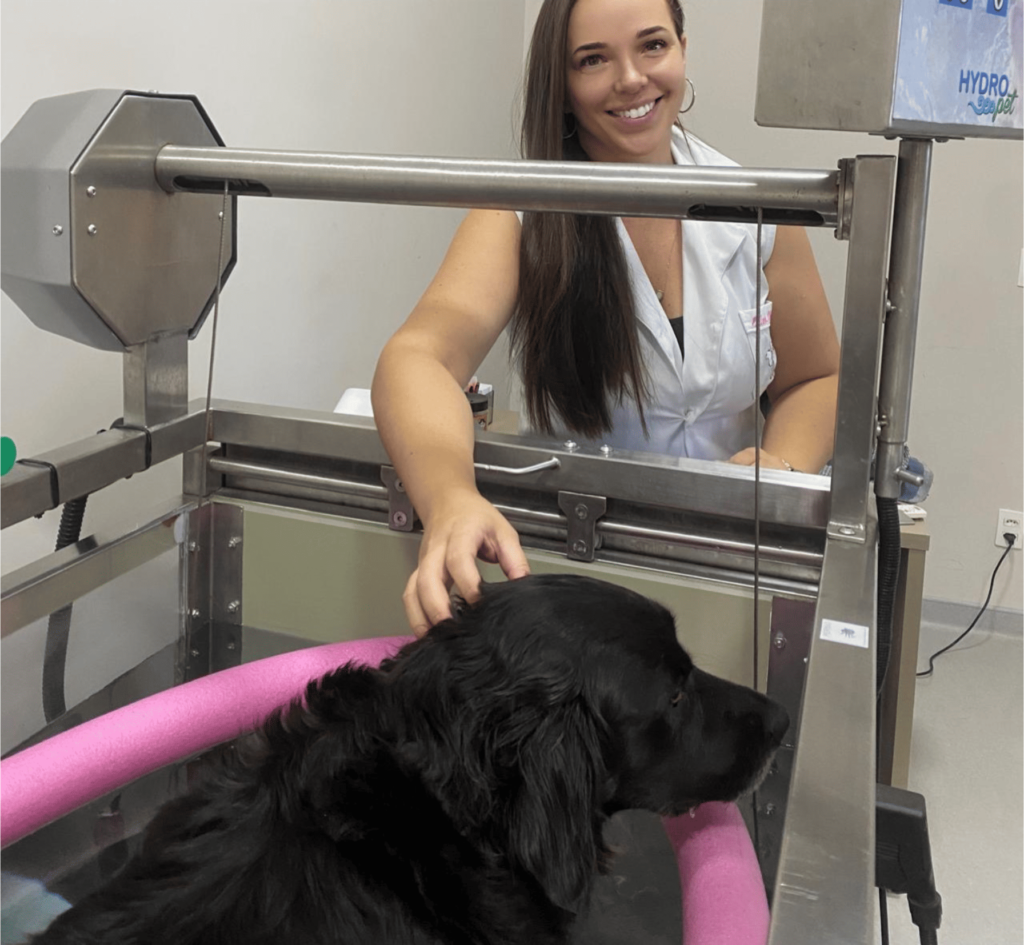 Cão na esteira cuidado por Dra. Ellen Oliveira, veterinária fisiatra do setor de medicina integrativa do HVT (Crédito: Divulgação)