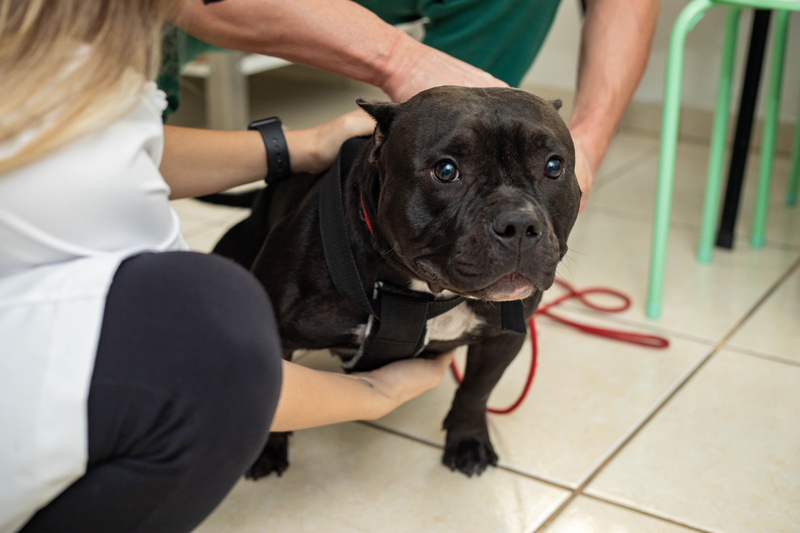 Cãozinho sendo examinado no Hospital Veterinário Taquaral (Crédito: Matheus Campos)