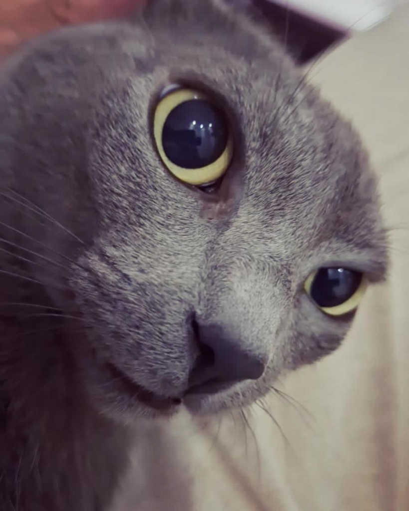 Gatinha Leslie: “radares” nas bochechas e acima dos olhos (Crédito: Julia de Camargo)