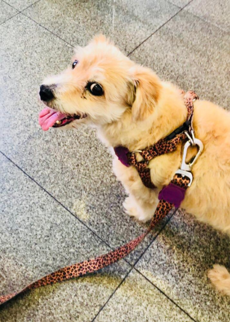 Jully foi adotada idosa e viveu com grande qualidade mais 2 anos depois da terapia para insuficiência renal (Crédito: Arquivo pessoal)