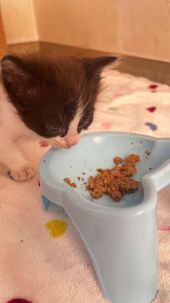 Gatinho come ração seca amolecida com água (Crédito: Arquivo pessoal)