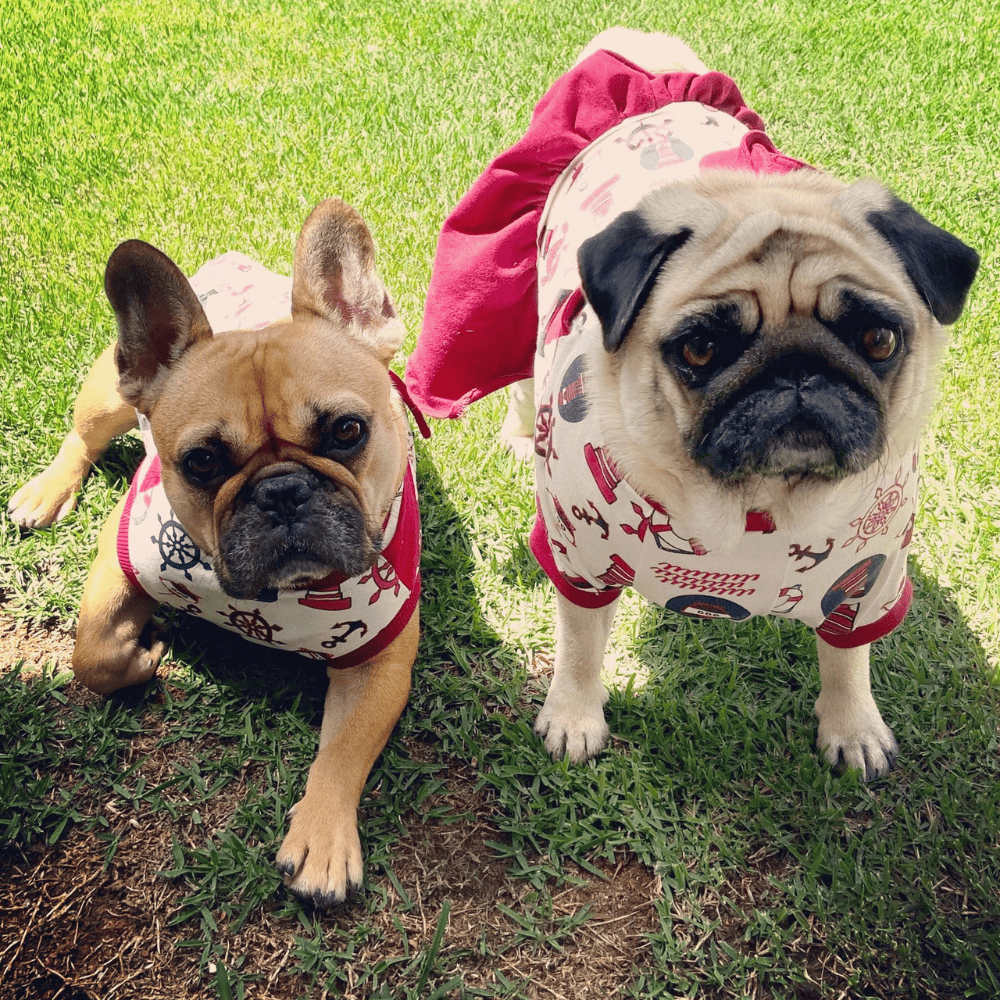 A bulldog Lola e a pug Elis Regina recebem tratamento especial para beneficiar a respiração (Crédito: Arquivo pessoal)