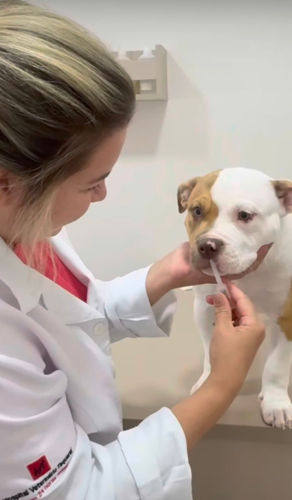 Dra. Beatriz Ferlin ministra vacina contra a gripe em atendimento no Hospital Veterinário Taquaral (Crédito: Divulgação)