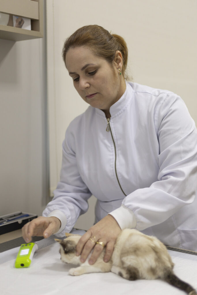 Veterinária Clarisse Teixeira atendendo a um gatinho no Hospital Veterinário Taquaral (Crédito: Vinicius Ferraz)