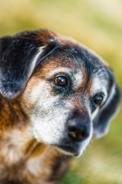 Animais idosos passam a evitar atividades que antes faziam normalmente devido a dor. Não é “preguiça” ou redução da disposição (Divulgação)