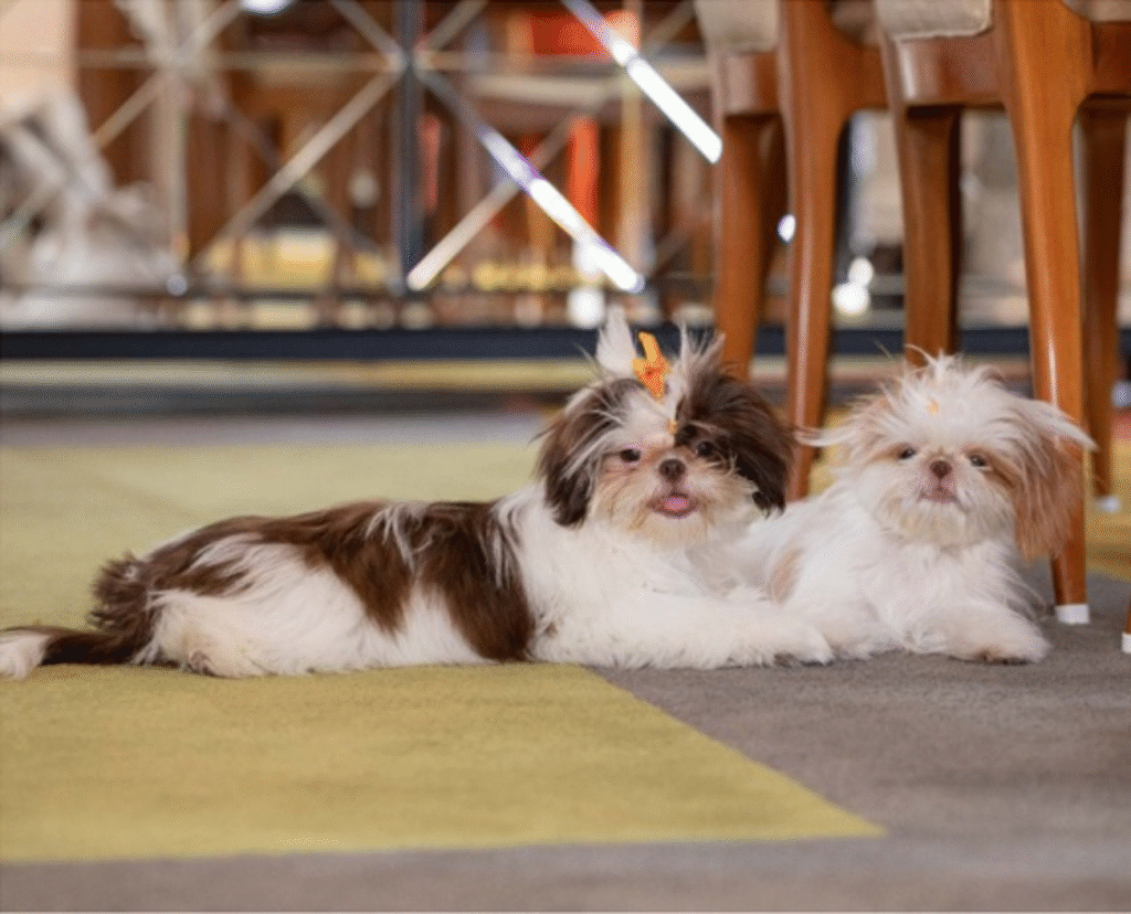 As shih Tzu Gaia e Zara chegaram juntas e são as alegrias da casa (Matheus Campos)