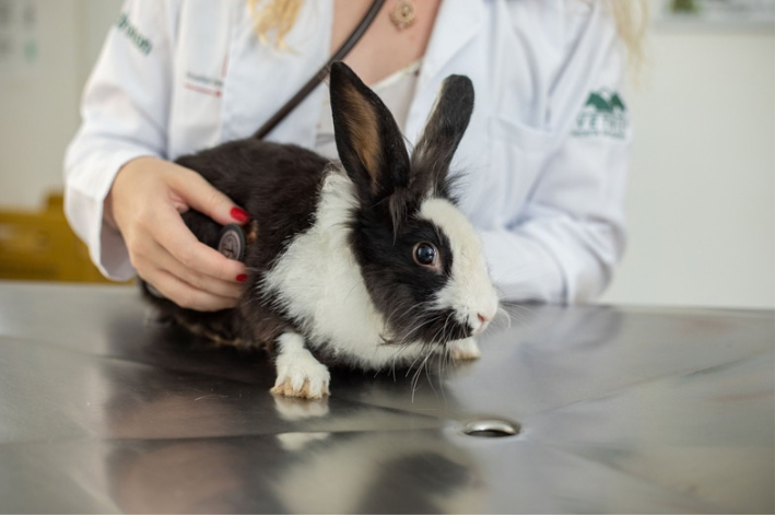 Os dentes dos coelhos crescem continuamente, em uma velocidade aproximada de 1 cm por mês (Crédito: Matheus Campos)